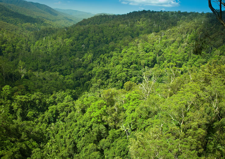Tamborine Rainforest Skywalk